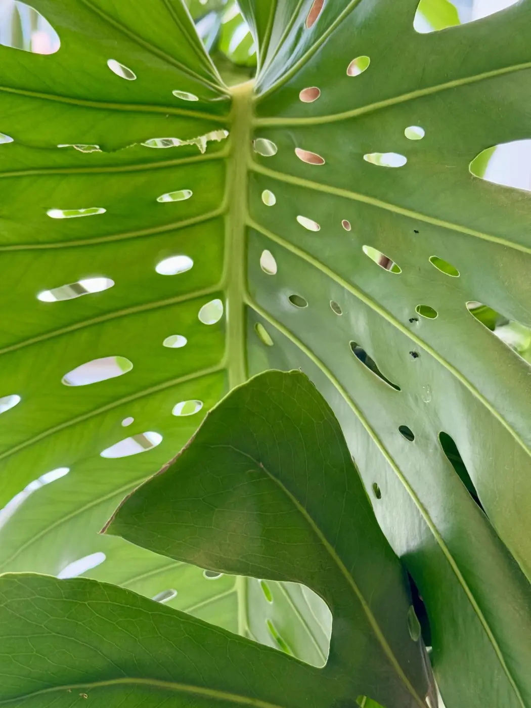 Tropical monstera leaf
